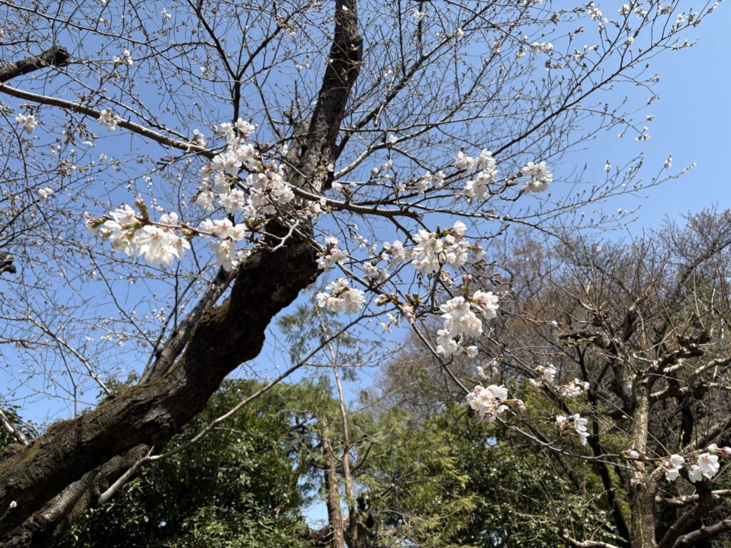 妙福寺の桜