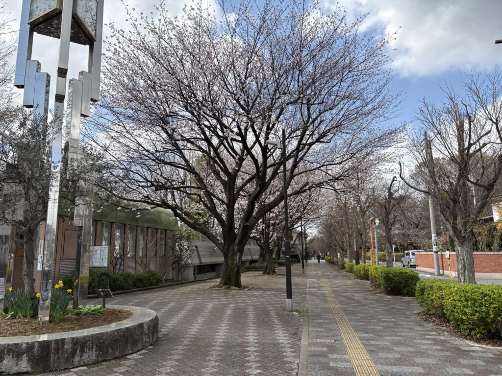 あらやしき公園の桜