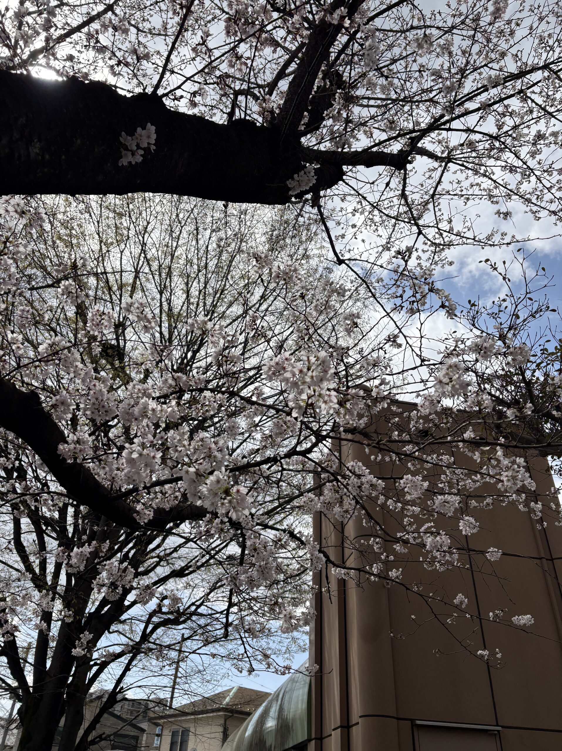 保谷駅周辺の桜