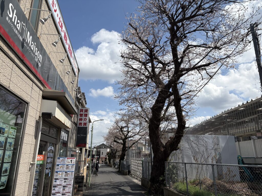 保谷駅道沿いの桜