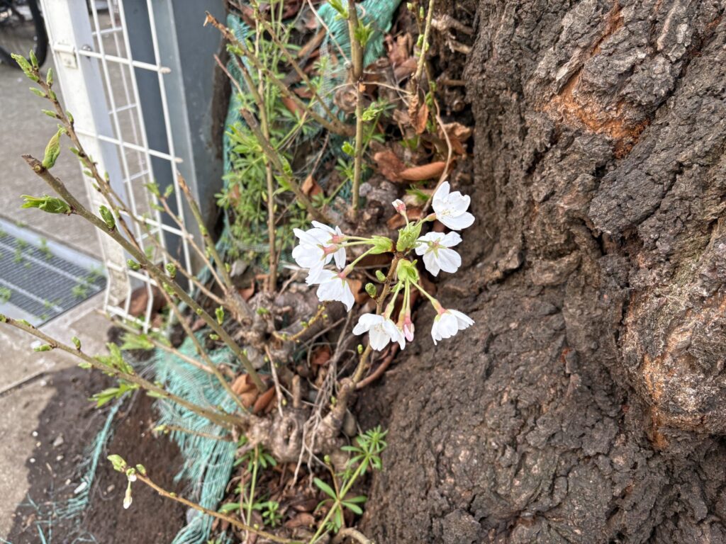 保谷駅道沿いの桜、低い位置にある