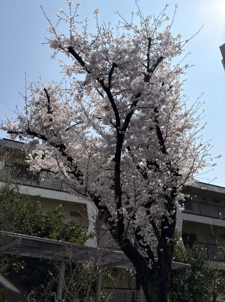 道の途中でほぼ満開