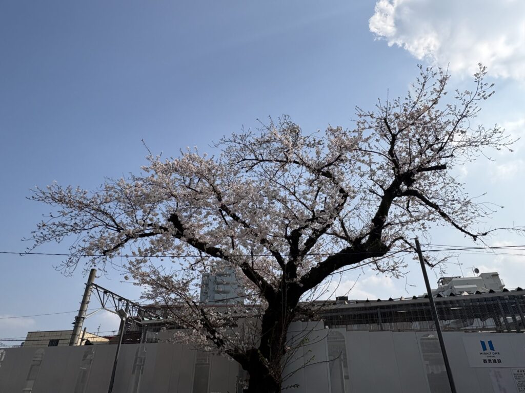 更に咲いた線路沿いの桜