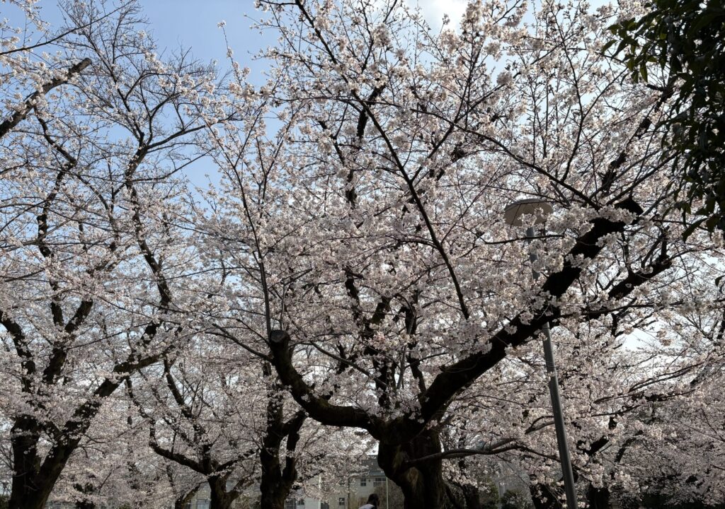 文理台公園の桜が綺麗に咲いている
