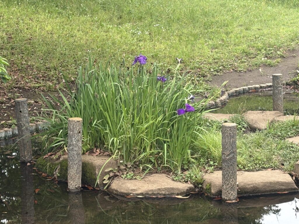 菖蒲の花